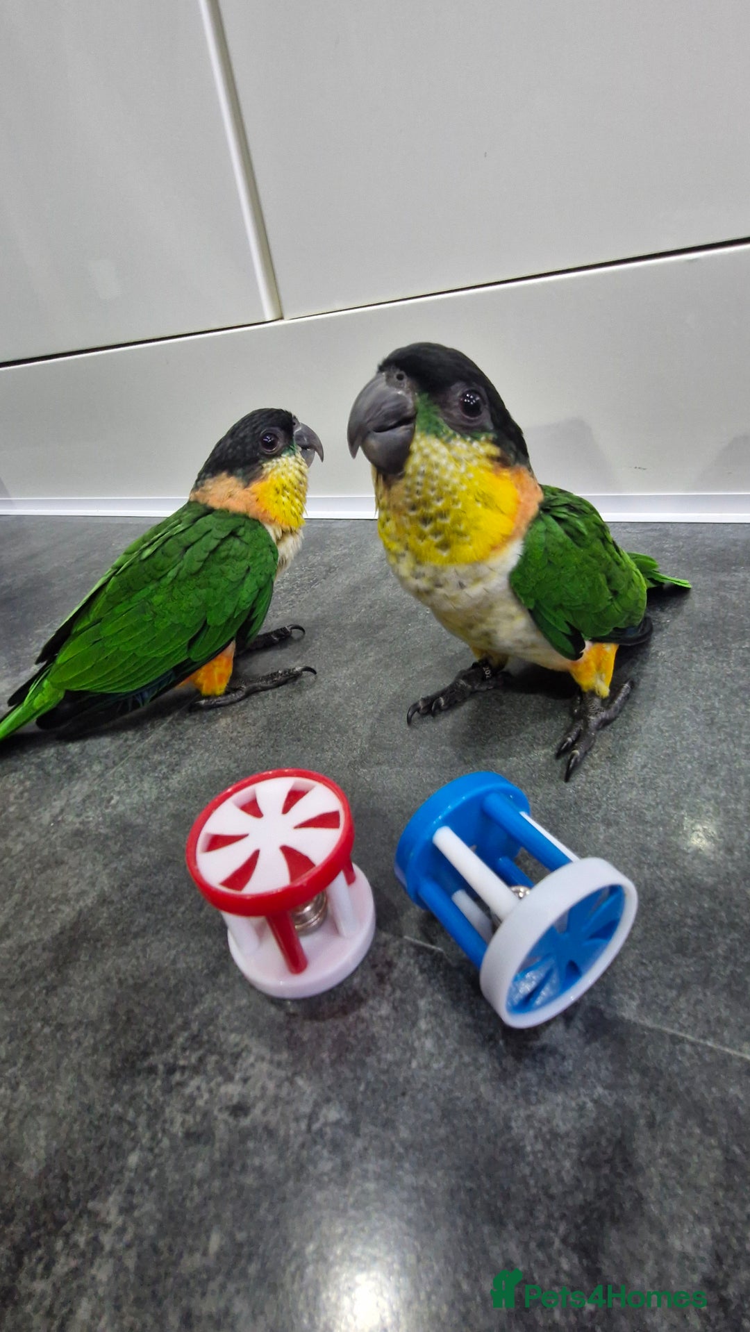 Parrots birds for sale: Hand reared Baby Black Headed Caiques  - Image 1
