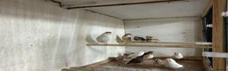 Finches birds for sale: Male and female zebra finches  - Advert 2