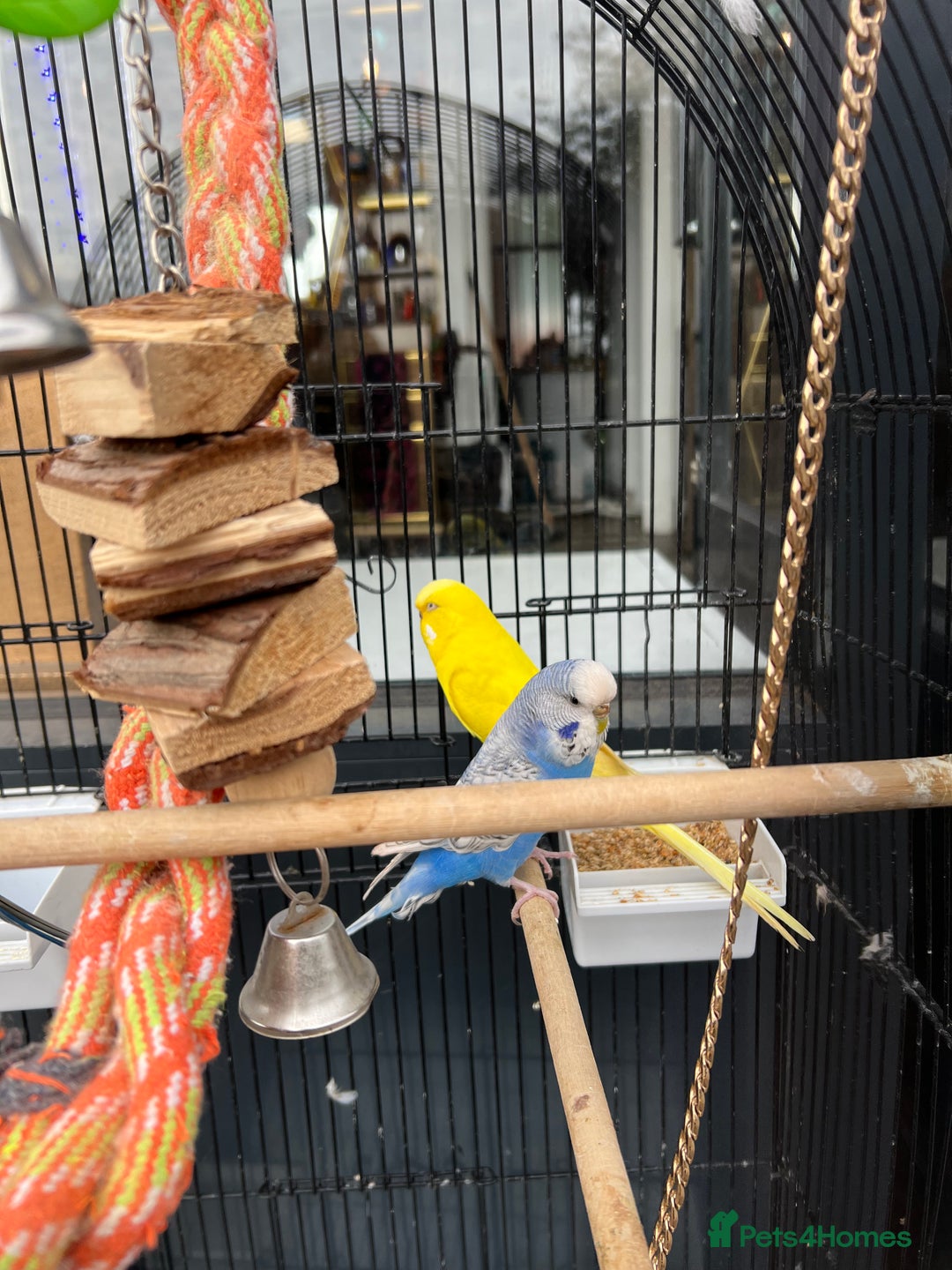 Mixed Breed birds for sale: Budgies  - Image 1