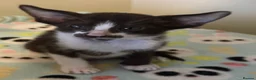 Oriental cats for sale: GCCF Oriental kittens  - Advert 11
