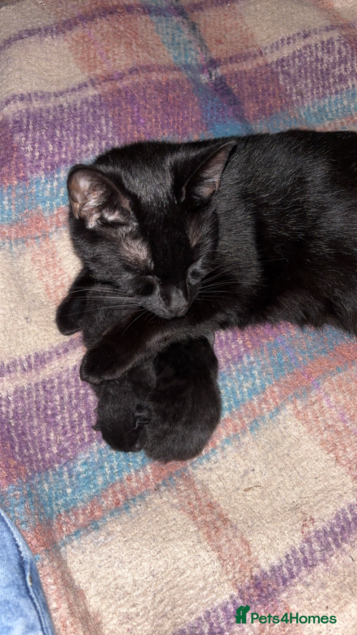 British Shorthair cats 2 male kittens  - Advert 1