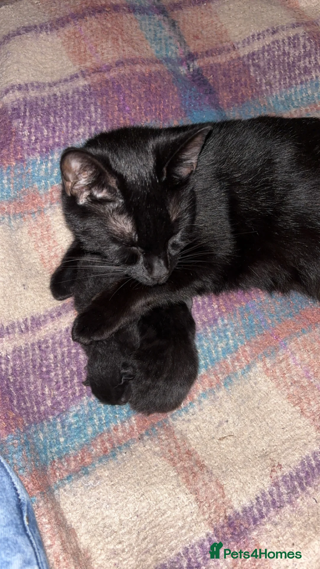 British Shorthair cats for sale: 2 male kittens  - Advert 1