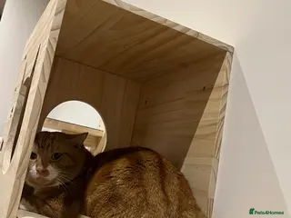 Mixed Breed cats Ginger cat (male) needs home - Advert 2