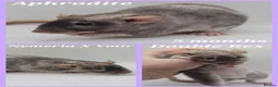 Rat rodents for sale: Baby Dumbo Rats - Girls - FOR RESERVE - REX, DR - Advert 12