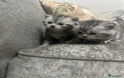 British Longhair cats for sale: 1 male British short hair x American short hair - Image 5