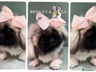 Pekingese dogs ⭐️WAITING LIST OPEN⭐️ - Advert 8