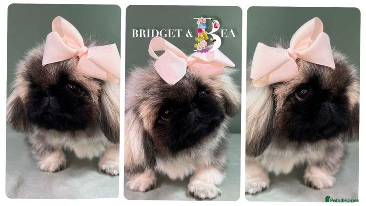 Pekingese dogs ⭐️WAITING LIST OPEN⭐️ - Advert 6