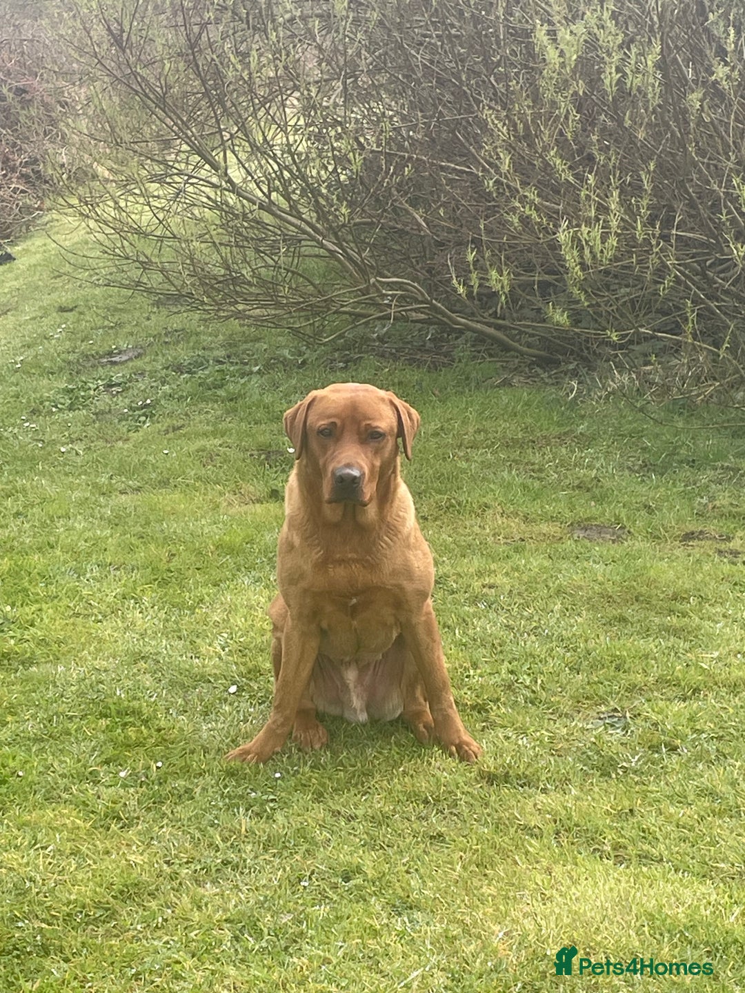 Labrador Retriever dogs for sale: Labrador puppies - Advert 2