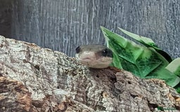 Rat Snake reptiles for sale: Vietnamese blue beauty  - Advert 2