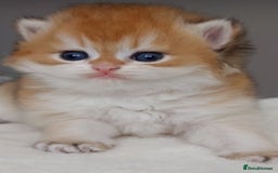 British Shorthair cats for sale: ✨Exclusive Show Quality Golden BSH/BLH babies 🦁  - Image 4