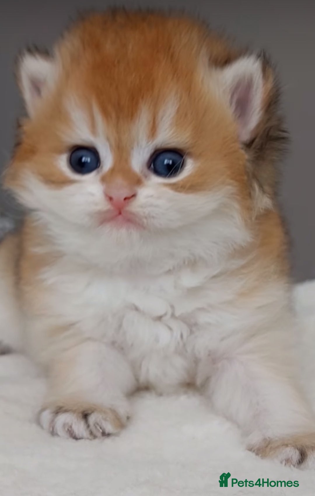British Shorthair cats for sale: ✨Exclusive Show Quality Golden BSH/BLH babies 🦁  - Image 4