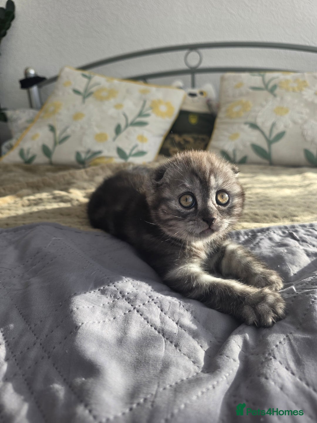 Scottish Fold cats for sale: Tabby Scottish Fold Kittens - Advert 19