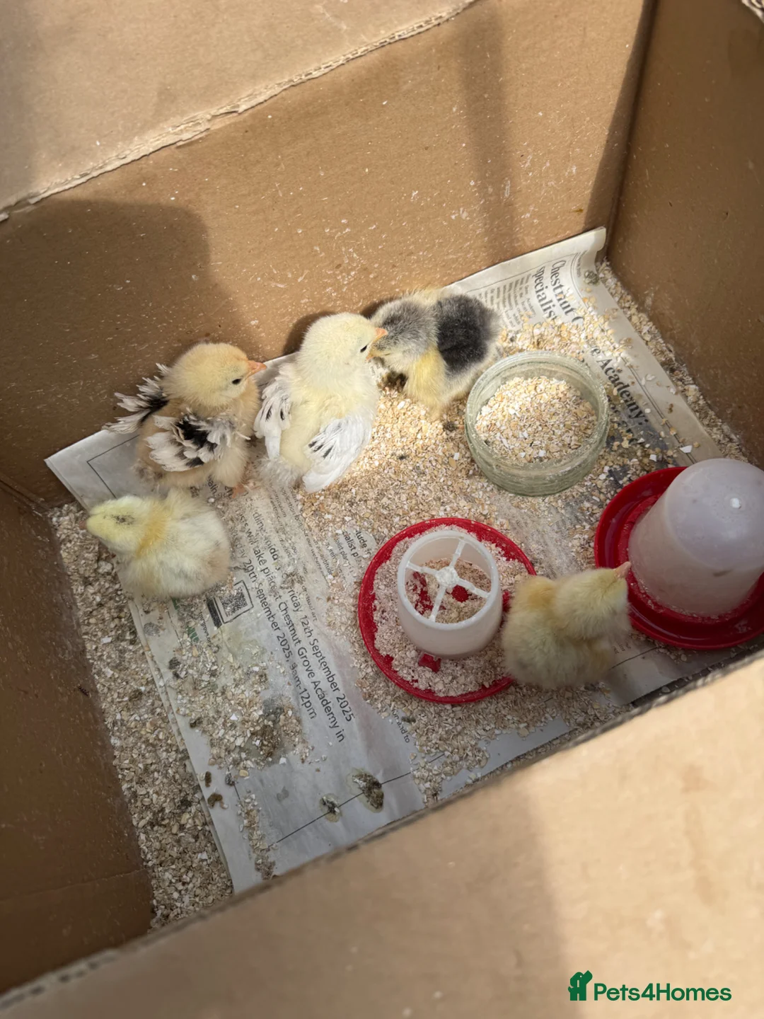 Chickens poultry for sale: Chicks in Kingston upon Thames - Advert 5