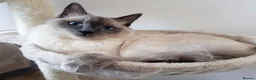 Ragdoll cats for sale: 🩶 Last Gorgeous Ragdoll Cross Boy Available 🐾 - Advert 19
