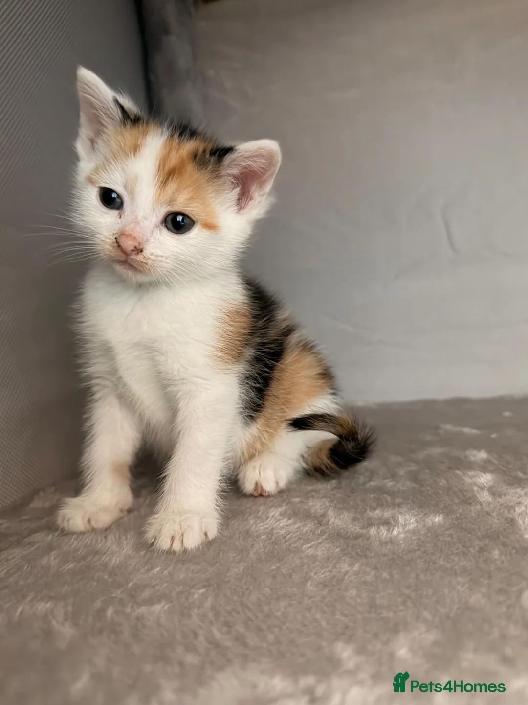 Mixed Breed cats for sale: 4 beautiful kittens  in Droitwich - Advert 1