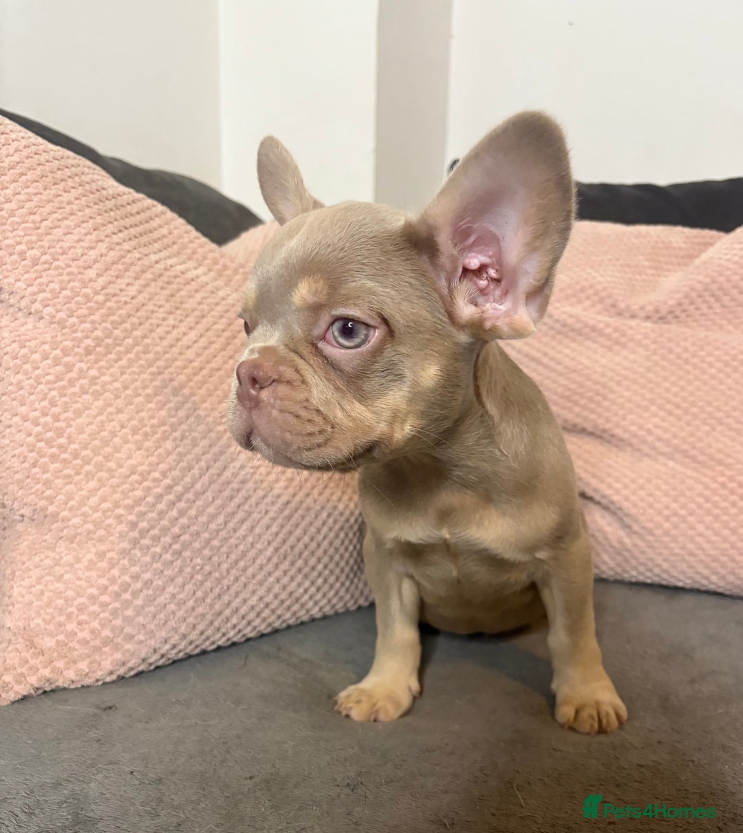 French Bulldog dogs for sale: Beautiful FrenchBulldog Puppies - Advert 5