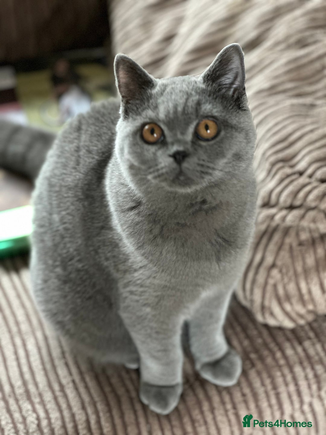 British Shorthair cats for sale: Excellent Champion line  - Image 21