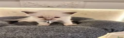 Ragdoll cats for sale: *** 5 Pure Ragdoll Kittens for Sale*** - Advert 12