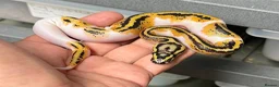 Python Snake reptiles for sale: Various royal pythons from £25 upwards  - Advert 2