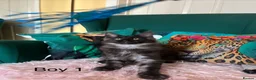 Maine Coon cats for sale: MONSTRUAL GIANTS! Elite MAINE COON Kittens  - Advert 31