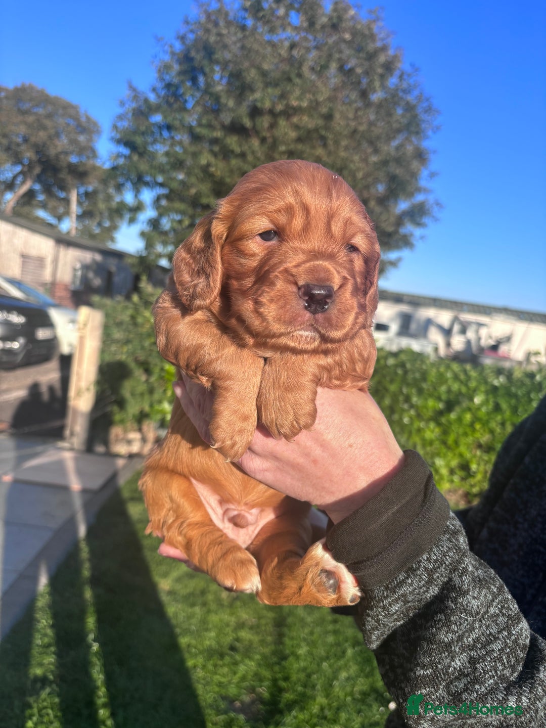 Cocker Spaniel dogs for sale: Stunning KC reg pedigree working cocker spaniels.  - Image 8