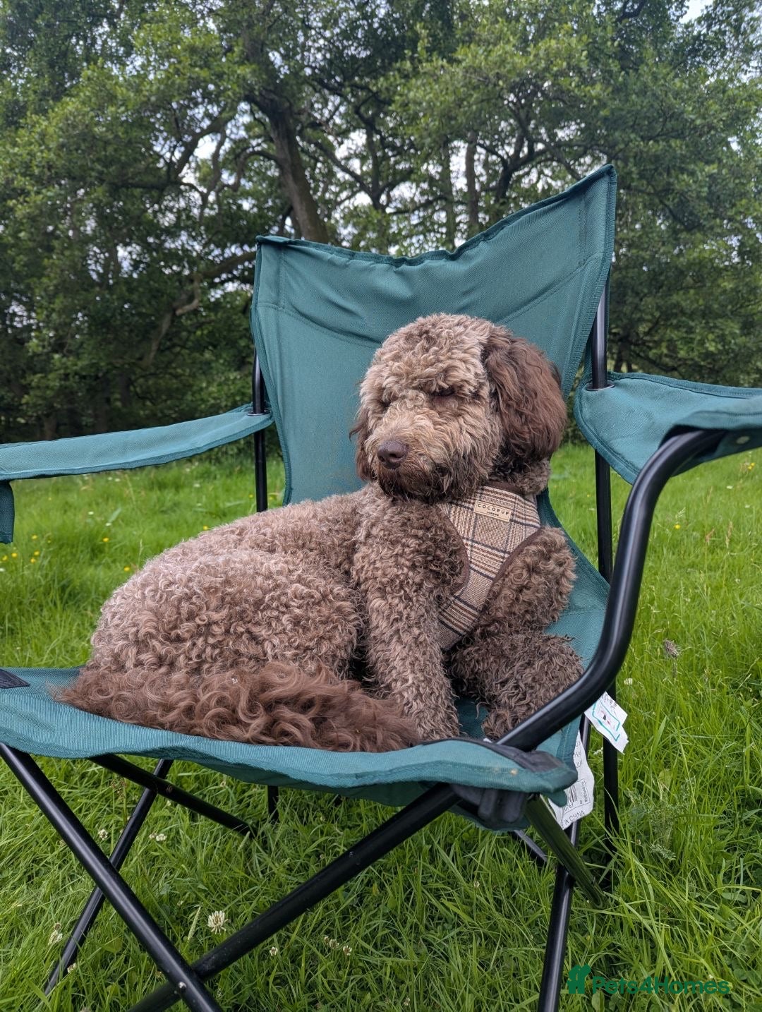 Cockapoo dogs Bodhi the 1 year old  - Advert 5