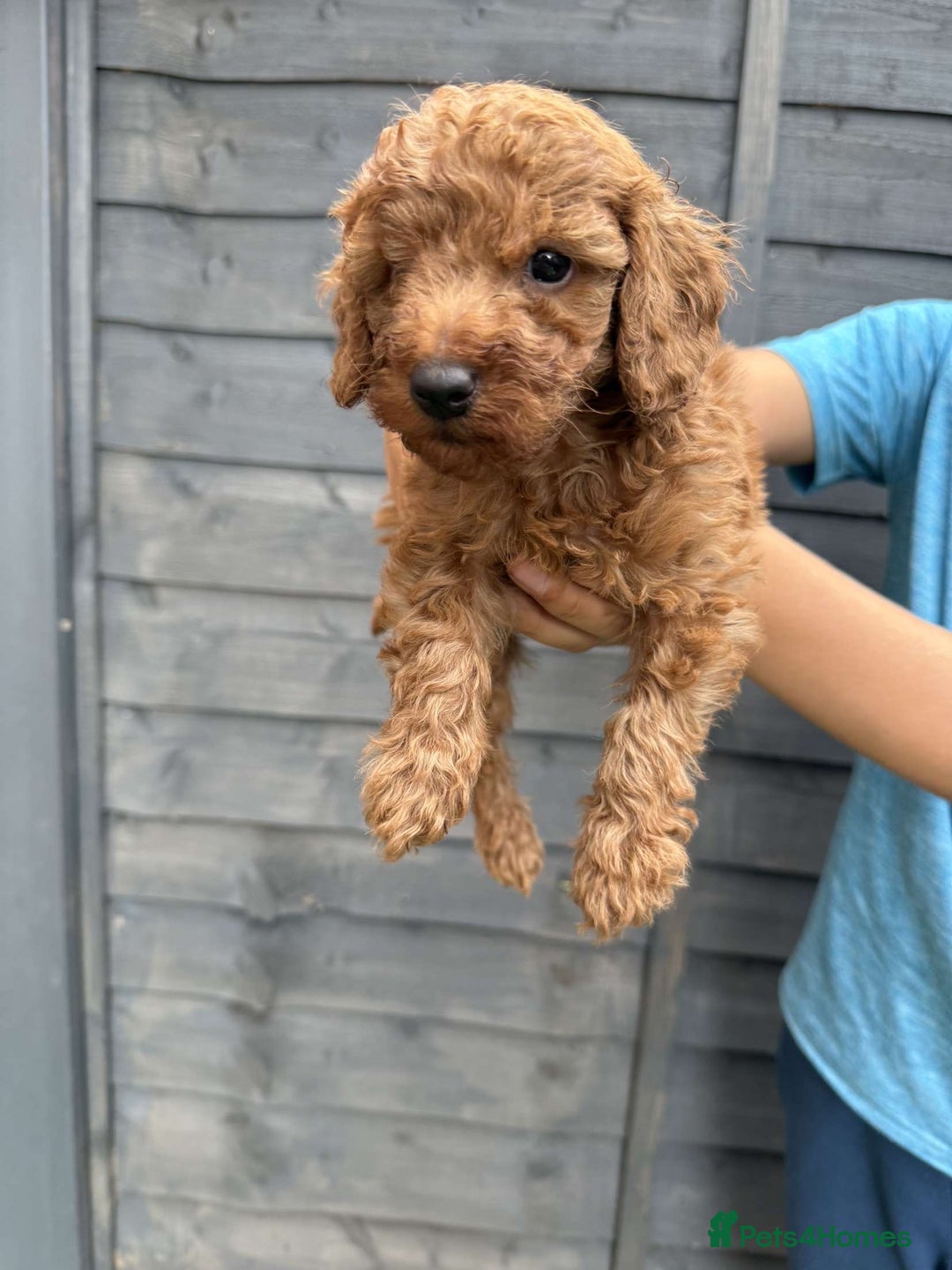 Miniature Poodle dogs for sale: Miniature poodles - Image 7