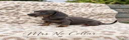 Miniature Dachshund dogs for sale: Blue and tan and Black and Tan Dachshund - Advert 3