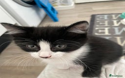 Mixed Breed cats for sale: 3 Little Fluff Balls looking for a forever home in Bradford - Image 2