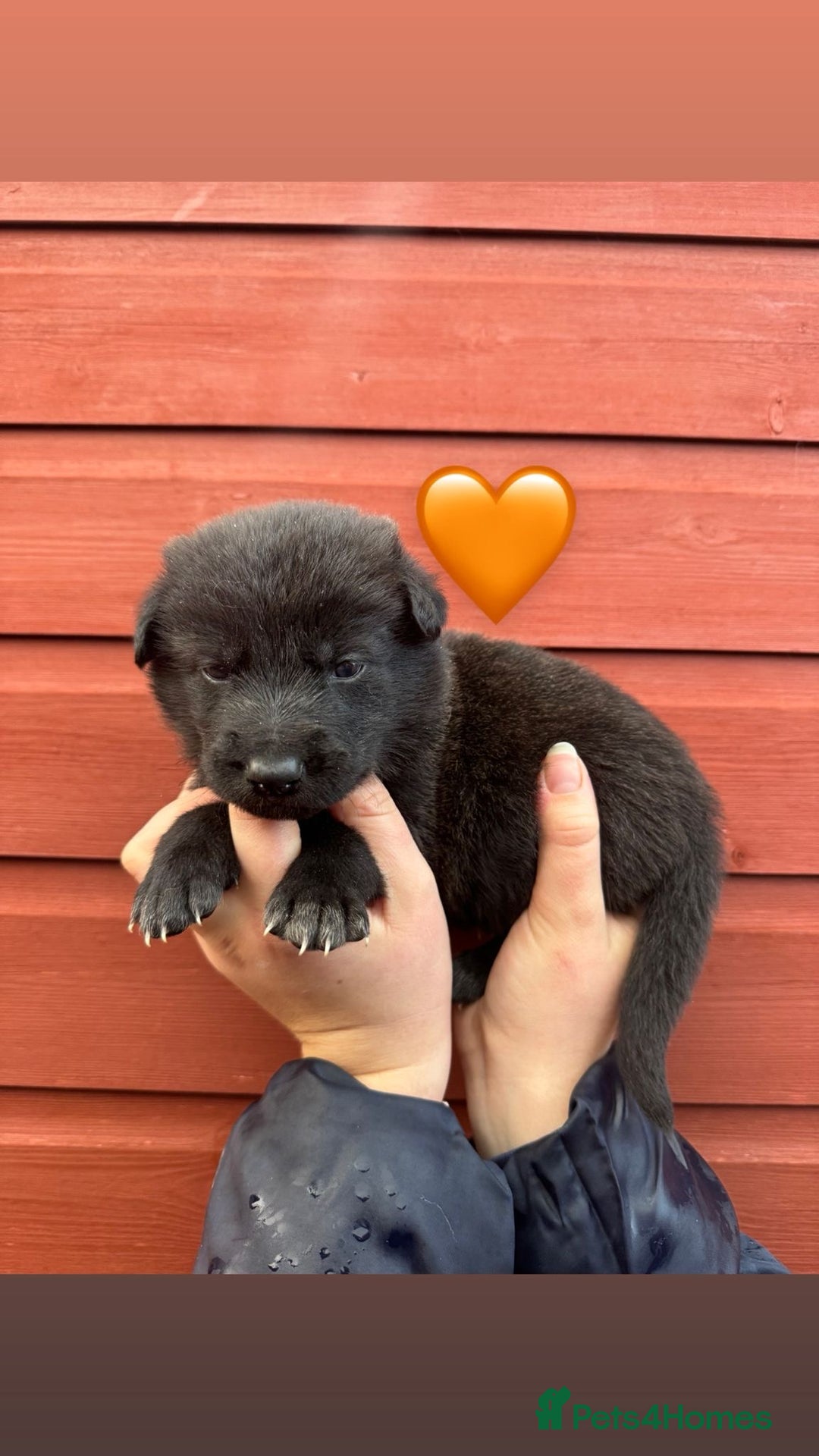 Saarloos Wolfdog dogs for sale: Stunning Low Content Wolfdog Puppies - Advert 23