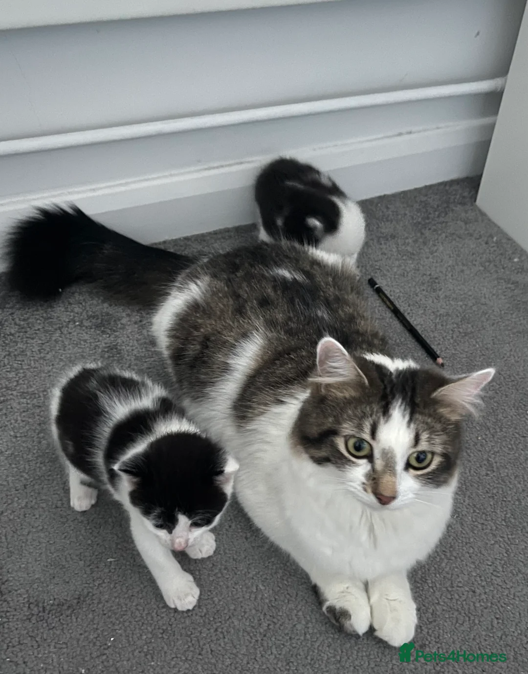 Mixed Breed cats for sale: Two kittens needing homes in Woking - Advert 2