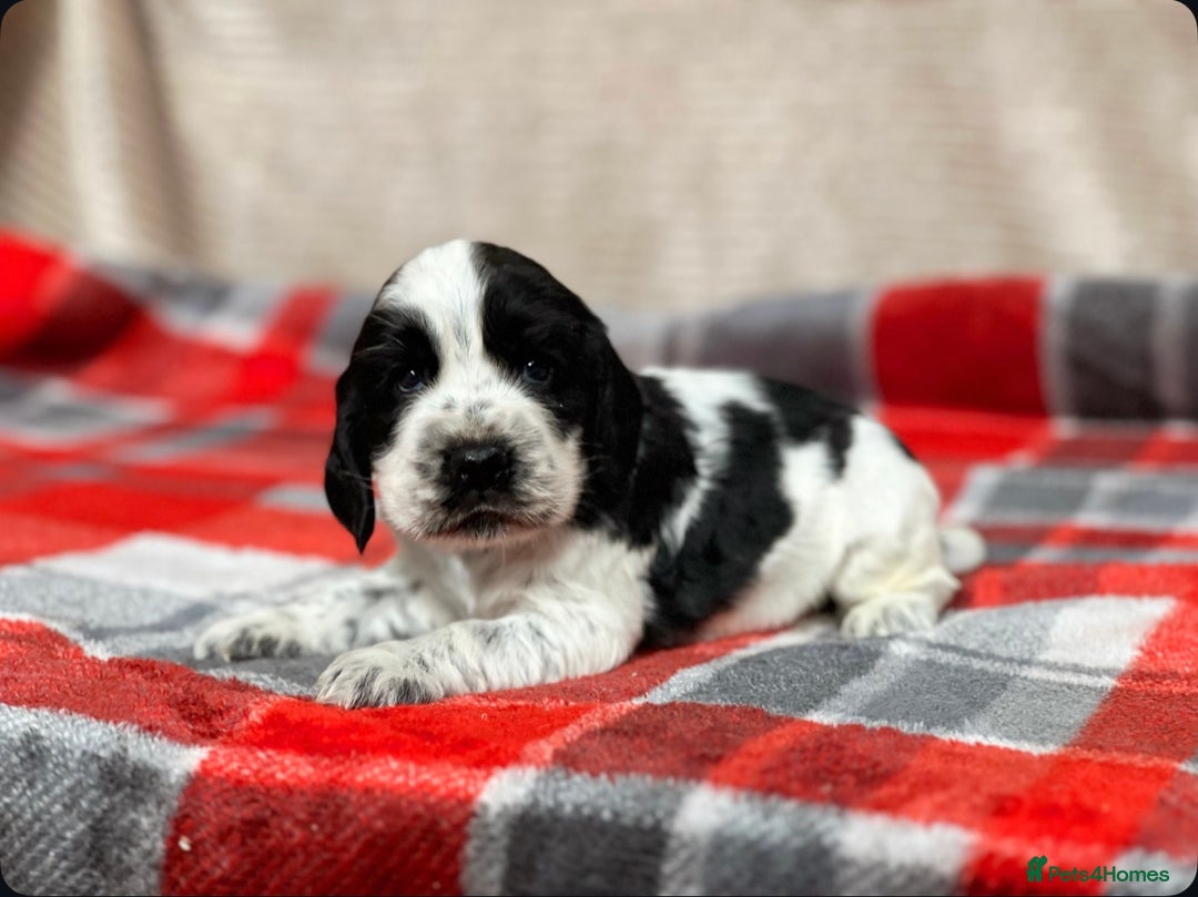 Cocker Spaniel dogs for sale: SHOW TYPE COCKER SPANIEL PUPPIES  - Advert 12