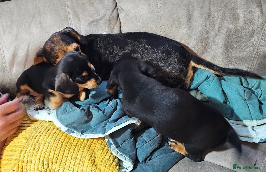 Miniature Dachshund dogs for sale: Ready boy or girl Black and tan smooth Dachshund's - Image 6