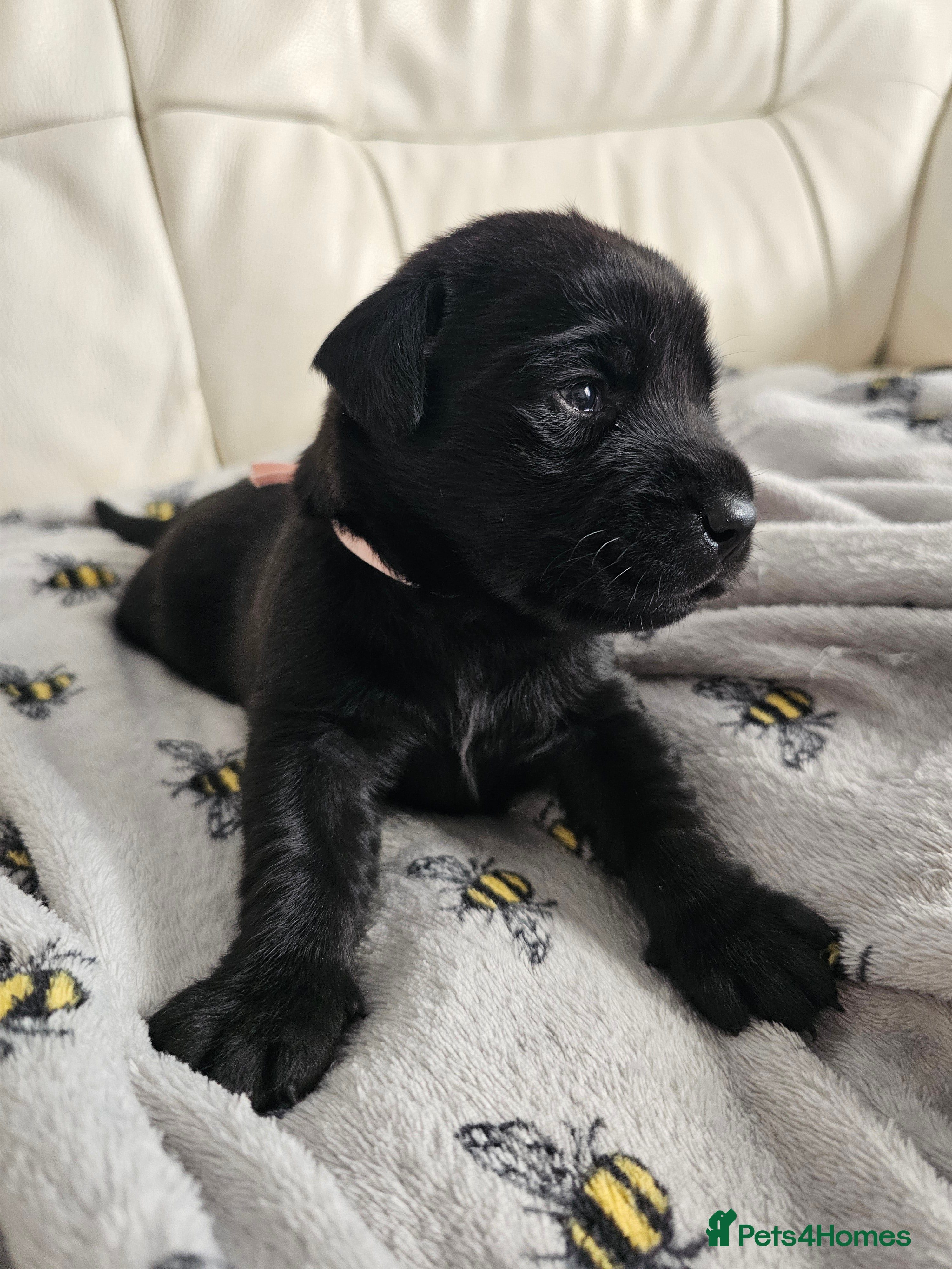 Labrador Retriever dogs Exceptional Labrador Retriever Puppies - Advert 6