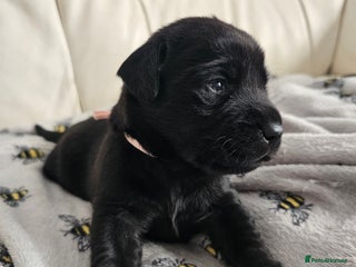 Labrador Retriever dogs Exceptional Labrador Retriever Puppies - Advert 2