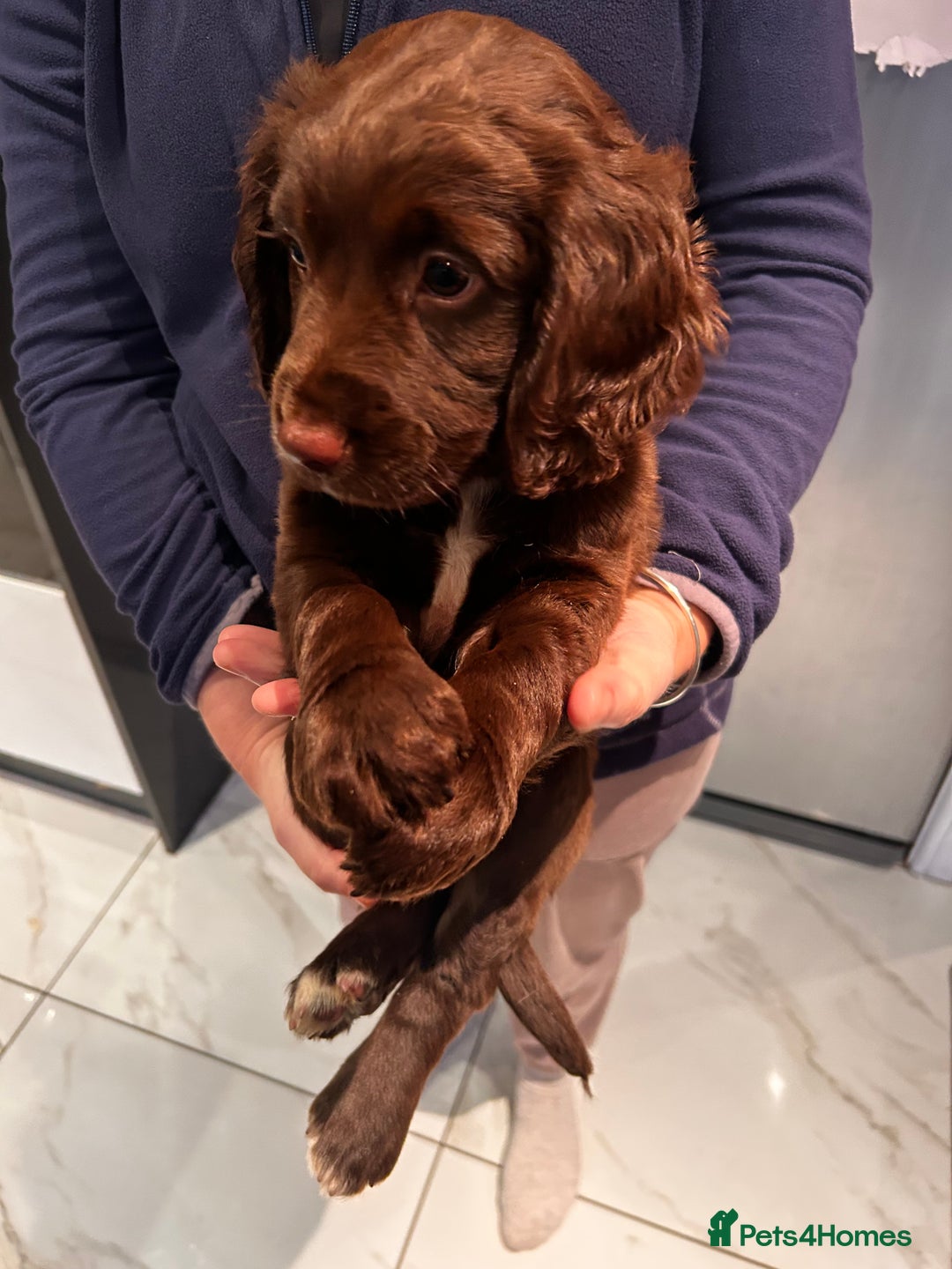 Cocker Spaniel dogs for sale: Two beautiful chocolate cocker spaniels for sale - Advert 6
