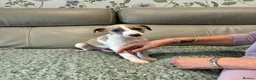 Whippet dogs for sale: Beautiful whippet bitch available  - Advert 3