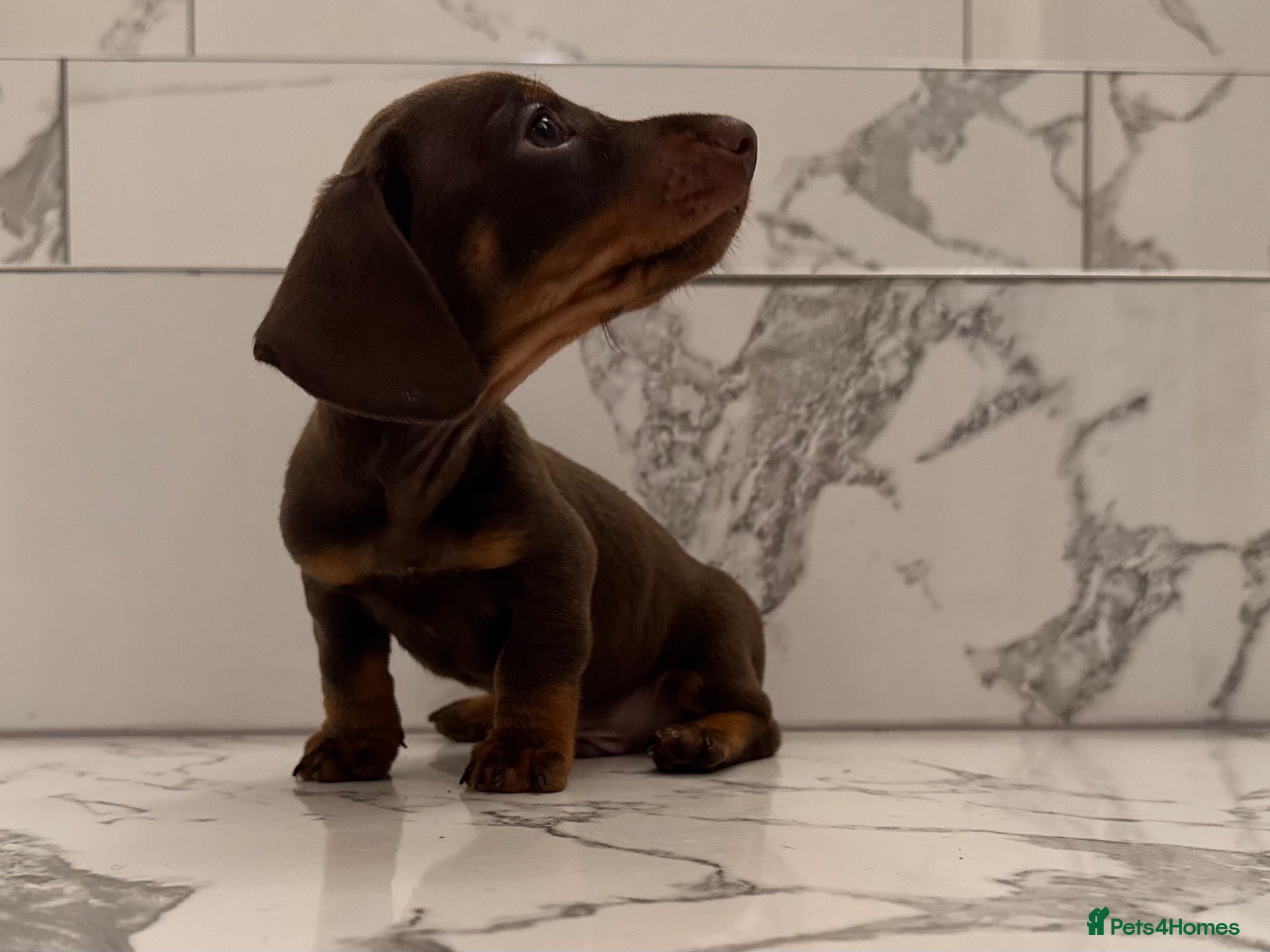 Miniature Dachshund dogs 1 boy & 1 girl left. KC miniature dachshunds - Advert 2