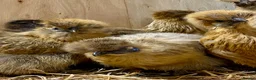 Chickens poultry for sale: Silkie  - Advert 21