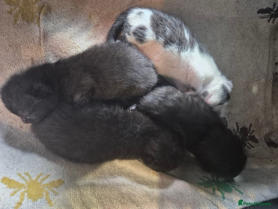 Mixed Breed cats for sale: 4 x Kittens - Image 2