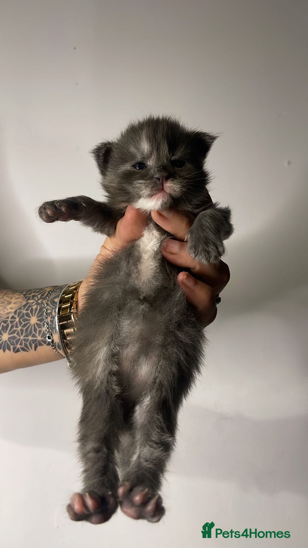 Maine Coon cats for sale: Adorable Maine coon kittens for sale  - Advert 7