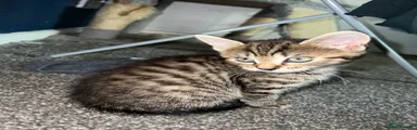 Domestic Shorthair Kitten 9