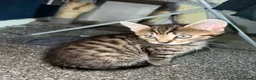 Domestic Shorthair cats for sale: 9 Gorgeous Kittens – Tabby, Ginger & Tortoiseshell - Advert 8