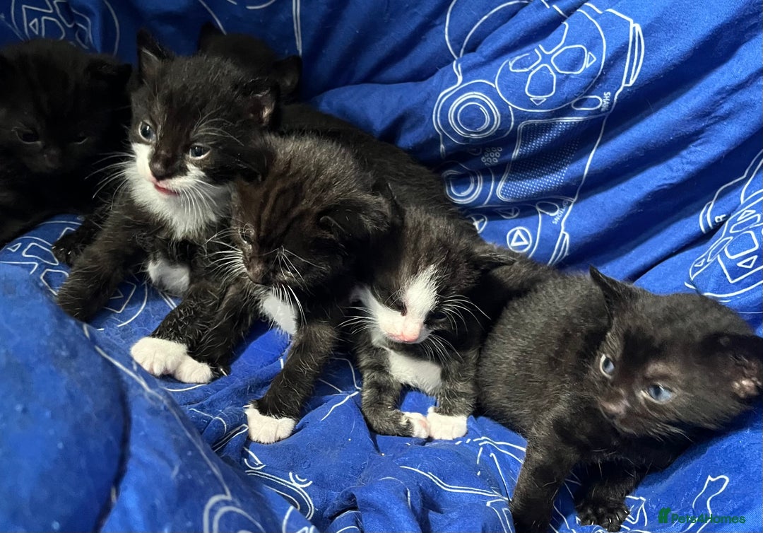 Mixed Breed cats for sale: Kittens for sale - Image 9