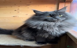 Maine Coon cats for sale: XL maine coon kittens Russia bloodlines Ready Now - Image 16