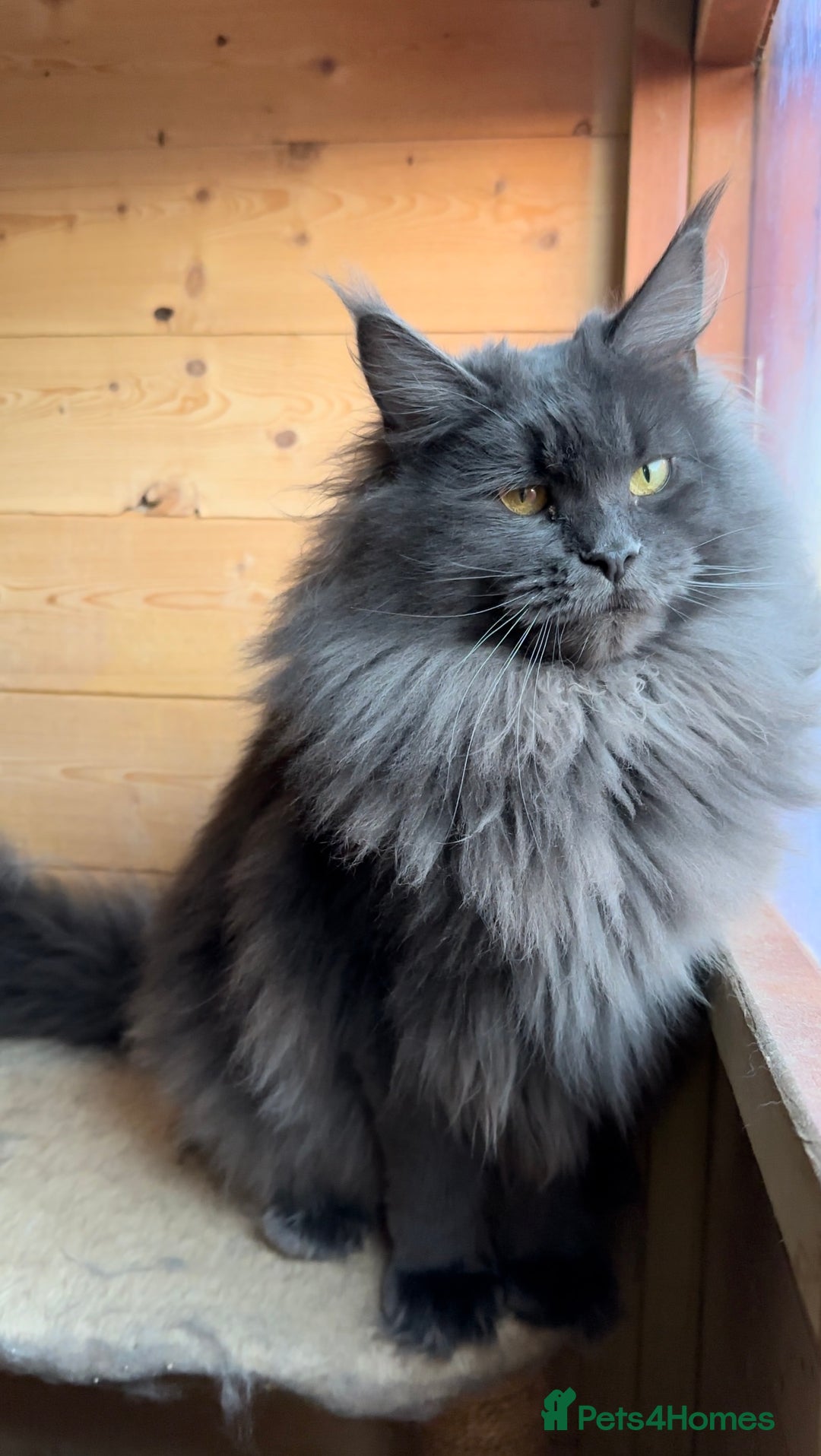 Maine Coon cats for sale: XL maine coon kittens Russia bloodlines Ready Now - Image 16