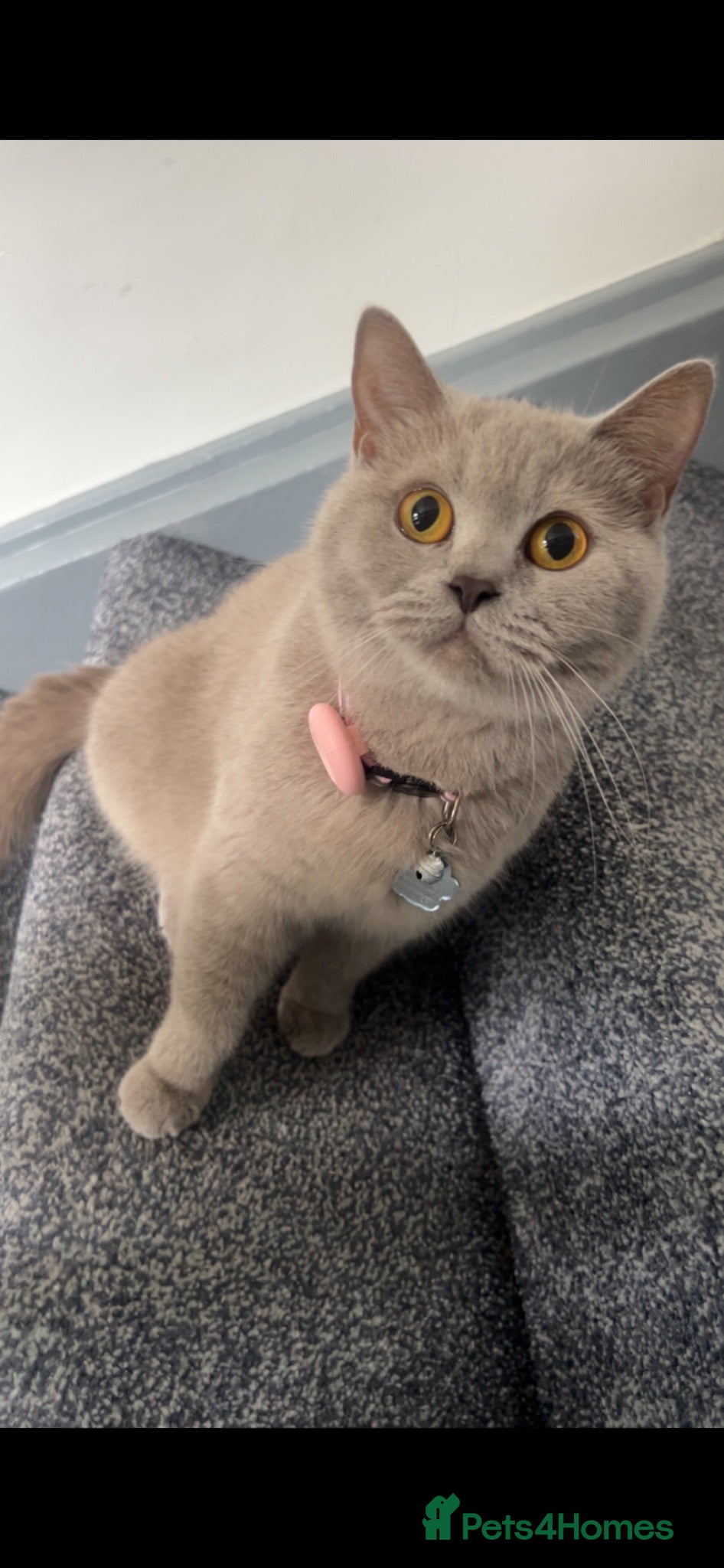 British Shorthair cats Lilac British Shorthair Kittens.  - Advert 1