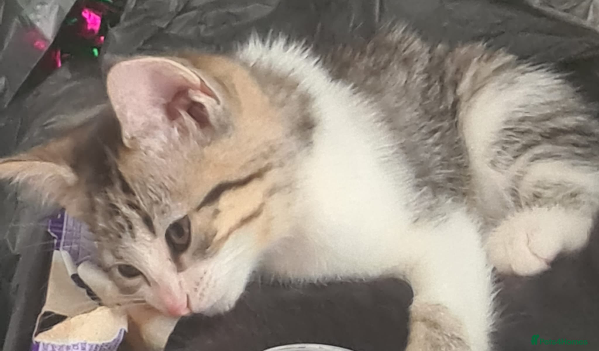 Mixed Breed cats 4 kittens ready to be homed - Advert 1