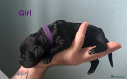 Mixed Breed dogs for sale: F1 Saint Bernedoodles - Image 11