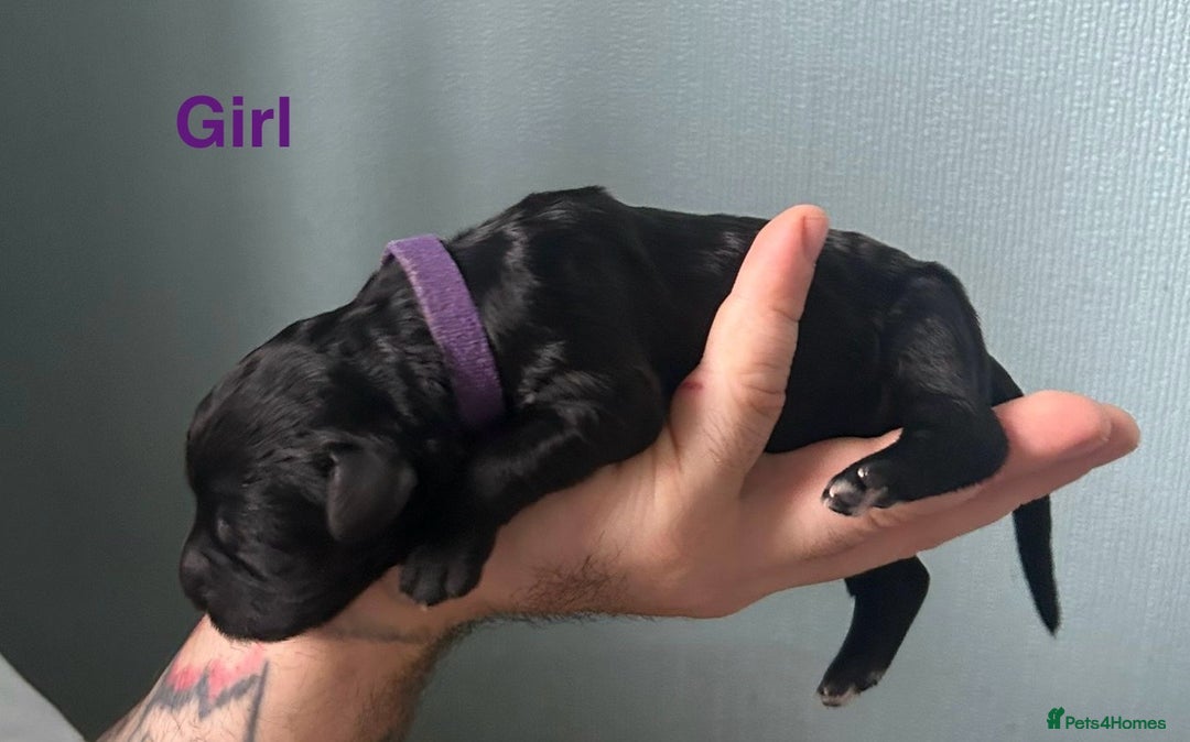 Mixed Breed dogs for sale: F1 Saint Bernedoodles - Image 11